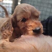 Femminuccia Cocker Spaniel