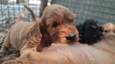 Femminuccia Cocker Spaniel