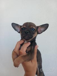 Cucciolo di chihuahua maschietto