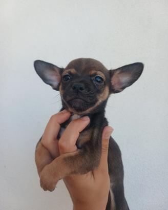 Cucciolo di chihuahua maschietto