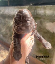 Cocker spaniel inglese