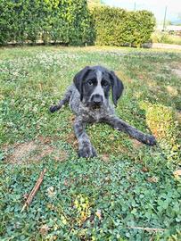Drahthaar cuccioli di cane di 3 mesi