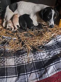 R3GALO Cuccioli (TAGLIA MEDIA)