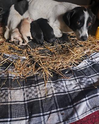 R3GALO Cuccioli (TAGLIA MEDIA)