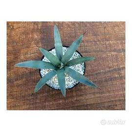 Agave macroacantha in vaso