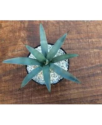 Agave macroacantha in vaso