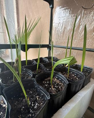 Palme da dattero ,piantine.