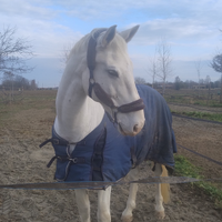 Cavallo da sella