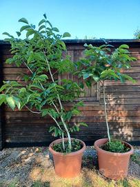 Albero NOCE