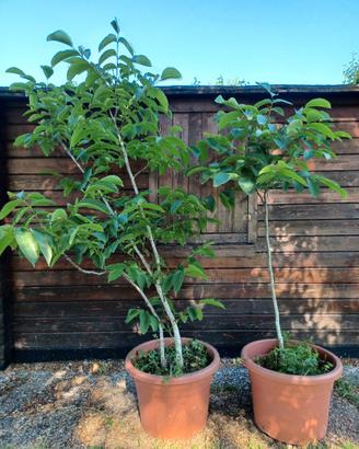Albero NOCE