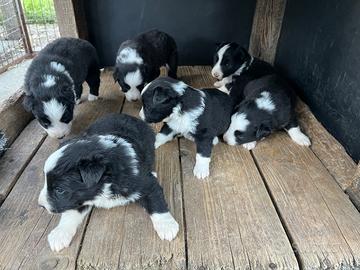 Border collie