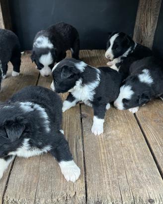 Border collie