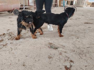 Jagd terrier