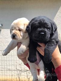 Labrador Retriver con pedigree