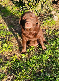 Labrador femmina