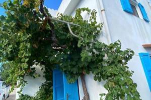 Case vacanze affiancate vicine alla Caletta