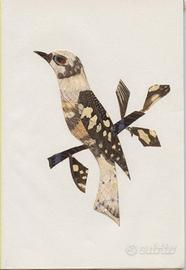 COMPOSIZIONE REALIZZATA CON ALI DI FARFALLE