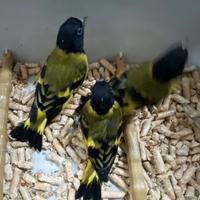 Lucherino testa nera, incardellato