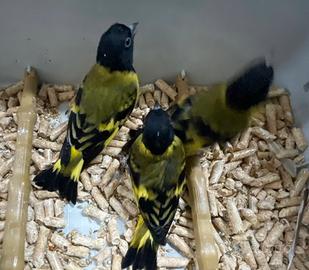 Lucherino testa nera, incardellato