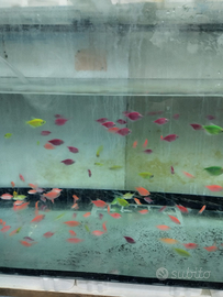 Grossi Gimnochorymbus colorati