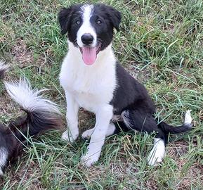 Cuccioli Border Collie Linea da lavoro