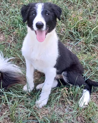 Cuccioli Border Collie Linea da lavoro
