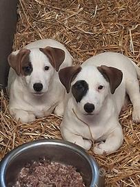 Due cuccioli razza Jack Russell Terrier