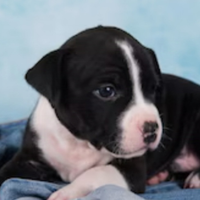 Cuccioli Amstaff/labrador