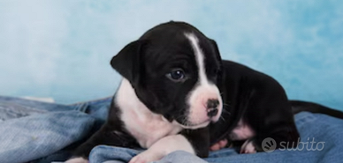 Cuccioli Amstaff/labrador