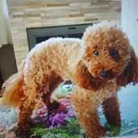 Barboncina con pedigree Enci e test genetici