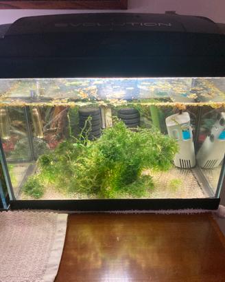 Acquario Evoluzion 25L