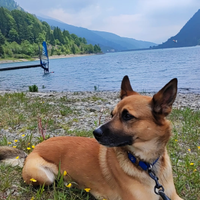 Cane pastore tedesco meticcio