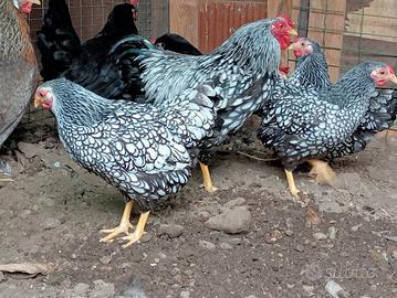 Galline ornamentali