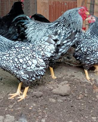 Galline ornamentali