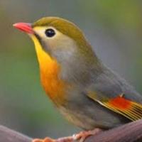 Coppia usignolo del Giappone