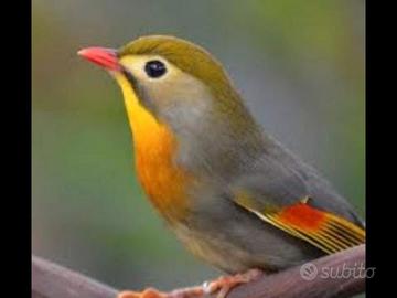 Coppia usignolo del Giappone