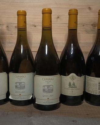 Svendita cantina privata – Antinori
