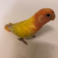 Inseparabili allevati a mano