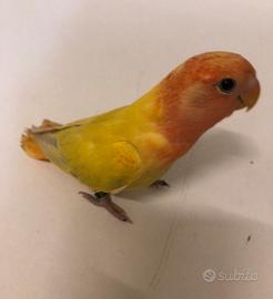 Inseparabili allevati a mano