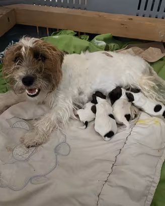 Cuccioli jack russel pelo ruvido