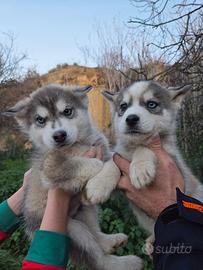 Cuccioli Siberian Husky