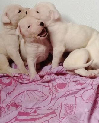 Cuccioli Dogo Argentino Super