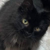 4 gatti chiedono aiuto