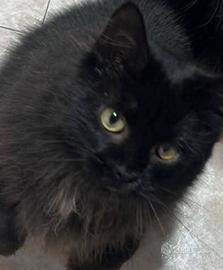 4 gatti chiedono aiuto