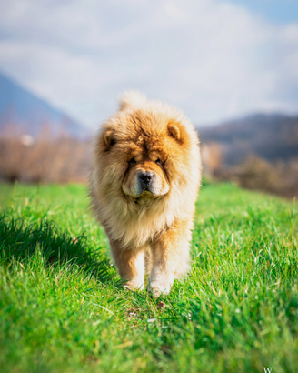 Chow chow maschio per monta