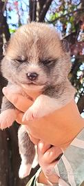 akita inu 