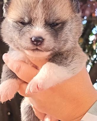akita inu 