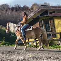 Haflinger da passeggiata e trekkinig