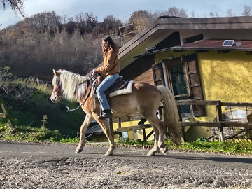 Haflinger da passeggiata e trekkinig
