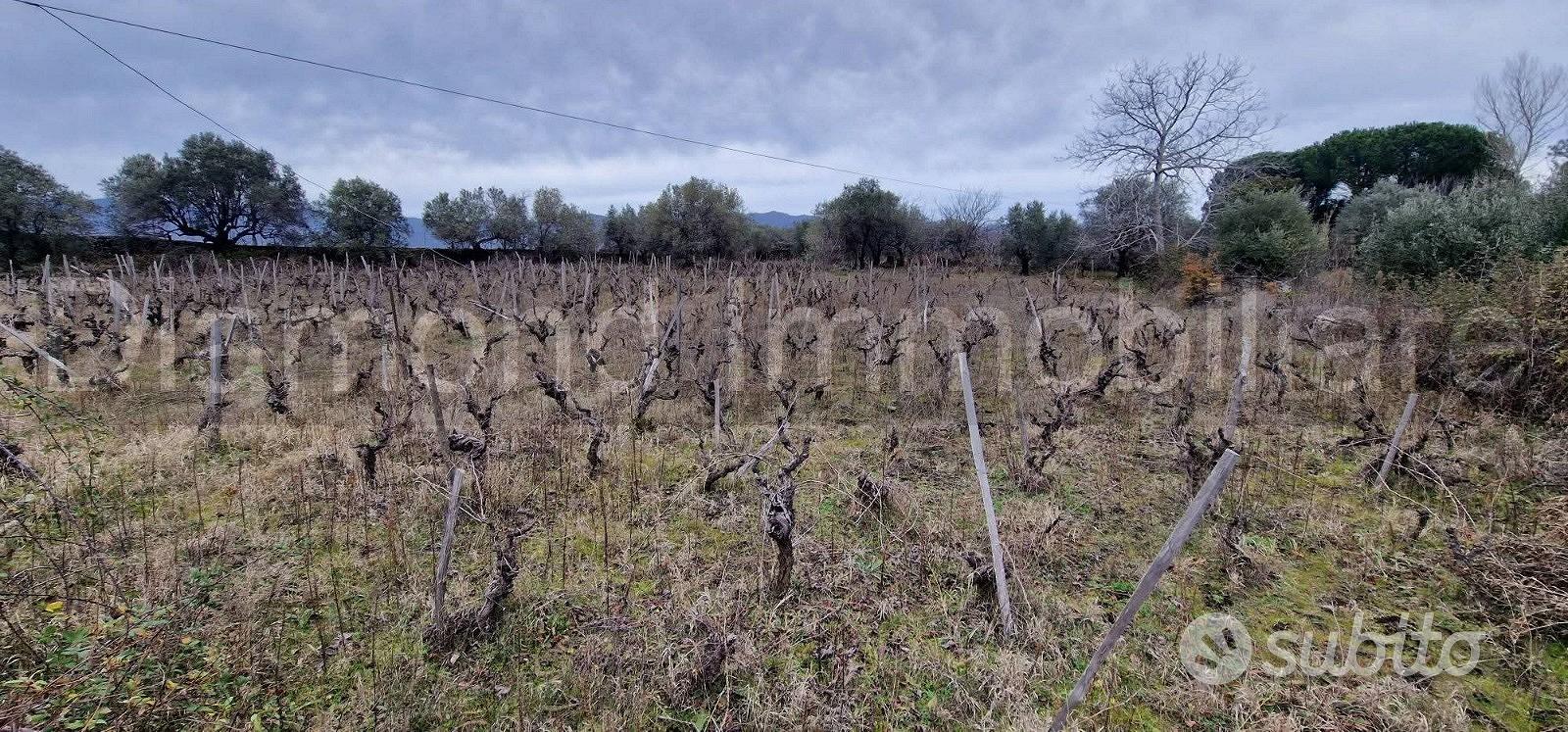 Vigneto in zona DOC a Castiglione di Sicilia - Vista 2